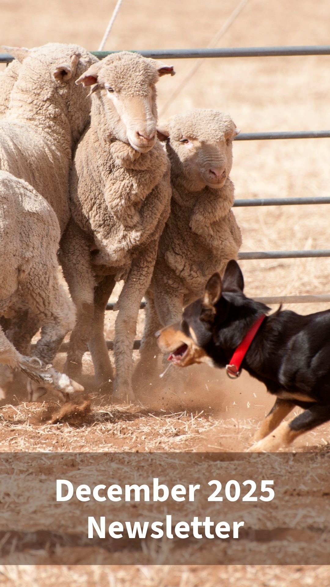 December 2025 Newsletter